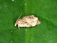Sycacantha inodes