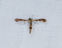 Nippoptilia cinctipedalis