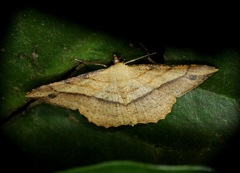 Pseudonadagara semicolor