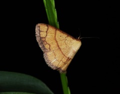 Pylargosceles steganioides