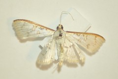 Palpita annulifer