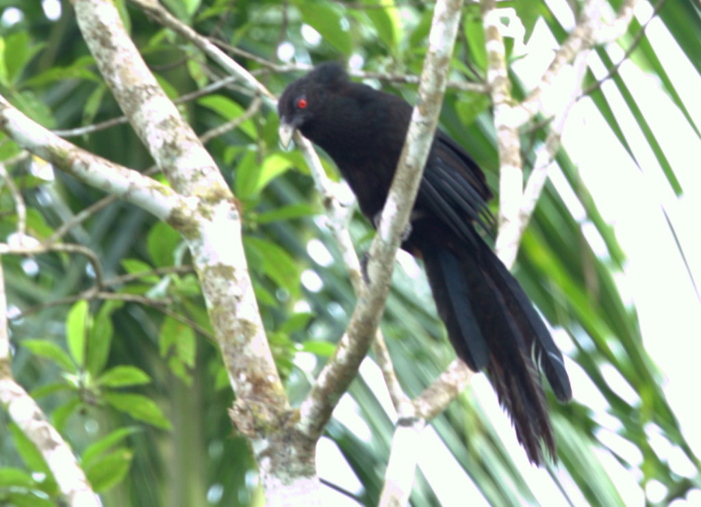 Greater Black Coucal (Centropus menbeki) photo