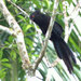 Greater Black Coucal - Photo (c) Carmelo López Abad, some rights reserved (CC BY-NC), uploaded by Carmelo López Abad