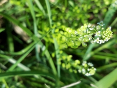 Lepidium virginicum