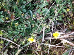 Potentilla erecta