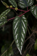 Cissus discolor