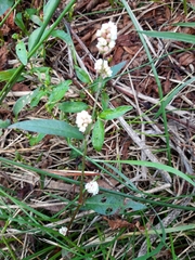 Persicaria