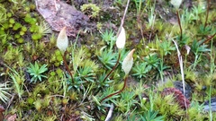Dawsonia longiseta (Dawsonia longiseta)