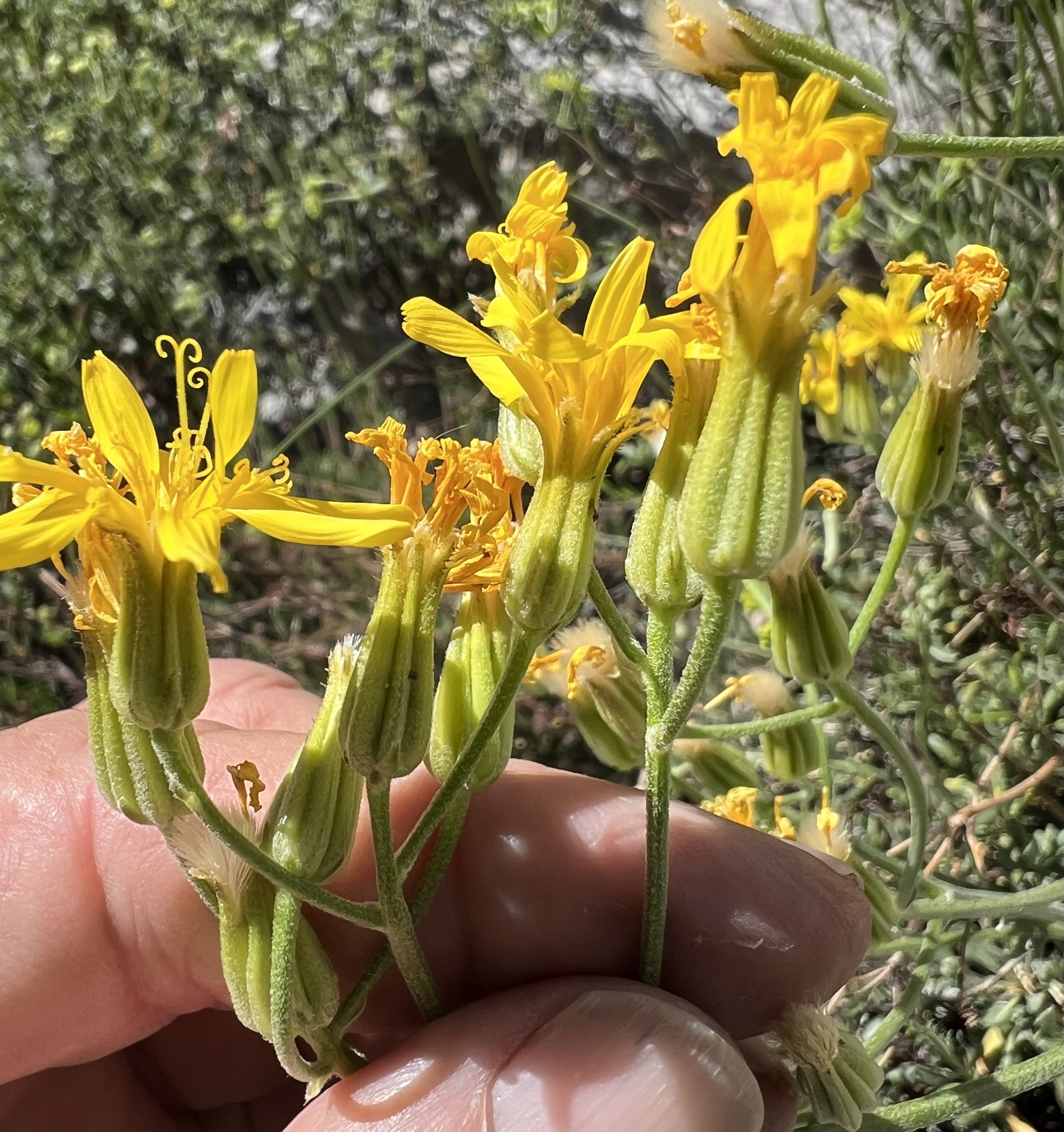 Crepis intermedia