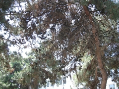 Pinus
