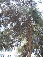 Pinus