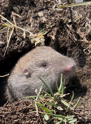Northern Pocket Gopher, photo 5 of 9