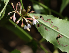 Ardisia cornudentata