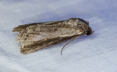 Lophoptera squammigera