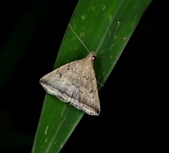 Lysimelia alstoni