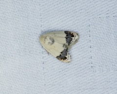 Neoduma kuangtungensis