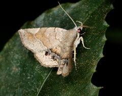 Pangrapta curtalis