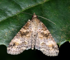 Lophoptera anthyalus