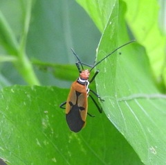 Dysdercus poecilus