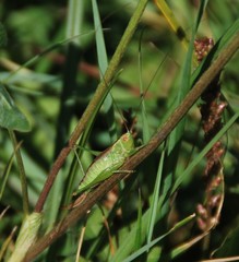 Conocephalus dorsalis
