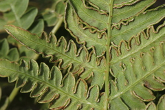 Pteridium latiusculum japonicum