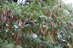 Gleditsia triacanthos