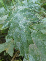 Phytomyza bipunctata