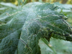 Phytomyza bipunctata