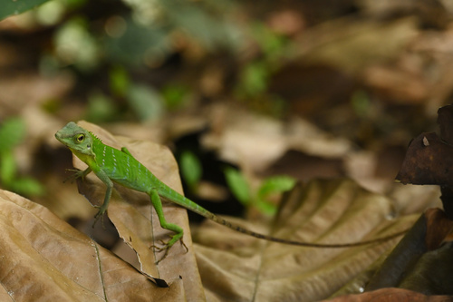 Green Crested Lizard