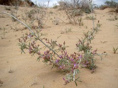 Astragalus brachypus