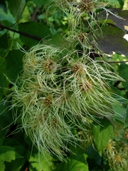 Clematis virginiana
