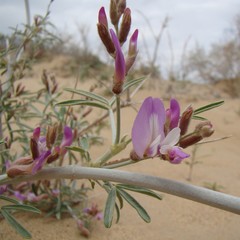 Astragalus brachypus