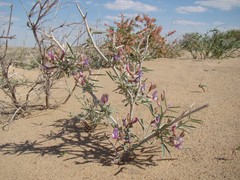Astragalus brachypus