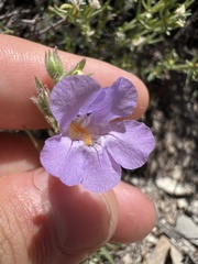 Penstemon auriberbis, photograph (c) Jared Shorma, some rights reserved (CC BY)