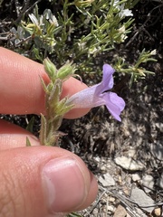 Penstemon auriberbis, photograph (c) Jared Shorma, some rights reserved (CC BY)