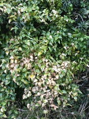 Puccinia myrsiphylli