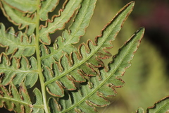 Pteridium latiusculum japonicum