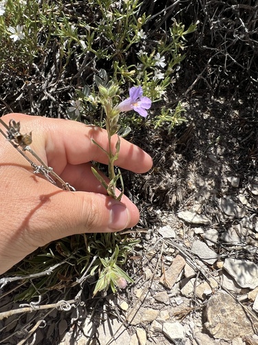 Penstemon auriberbis, photograph 6