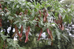 Gleditsia triacanthos