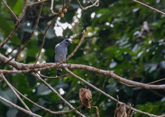 Coracina macei larutensis