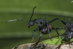 Polyrhachis armata