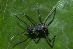 Polyrhachis armata