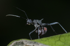 Polyrhachis armata