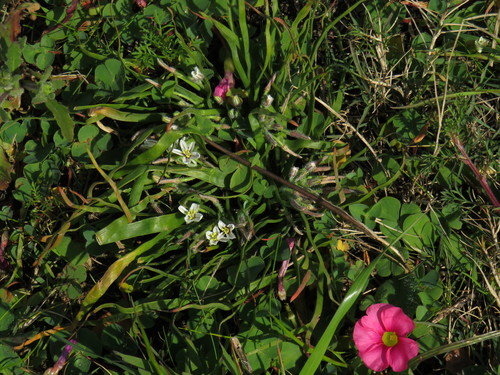 Trachyandra hispida