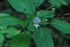 Impatiens edgeworthii
