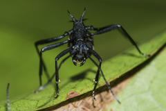 Polyrhachis armata
