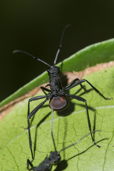 Polyrhachis armata