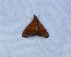 Hemiscopis sanguinea