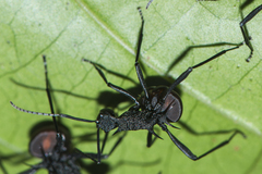 Polyrhachis armata