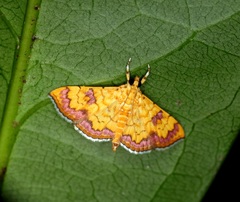 Isocentris filalis